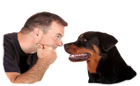 Connors Legacy Dog Behaviourist Psychologist & Trainer